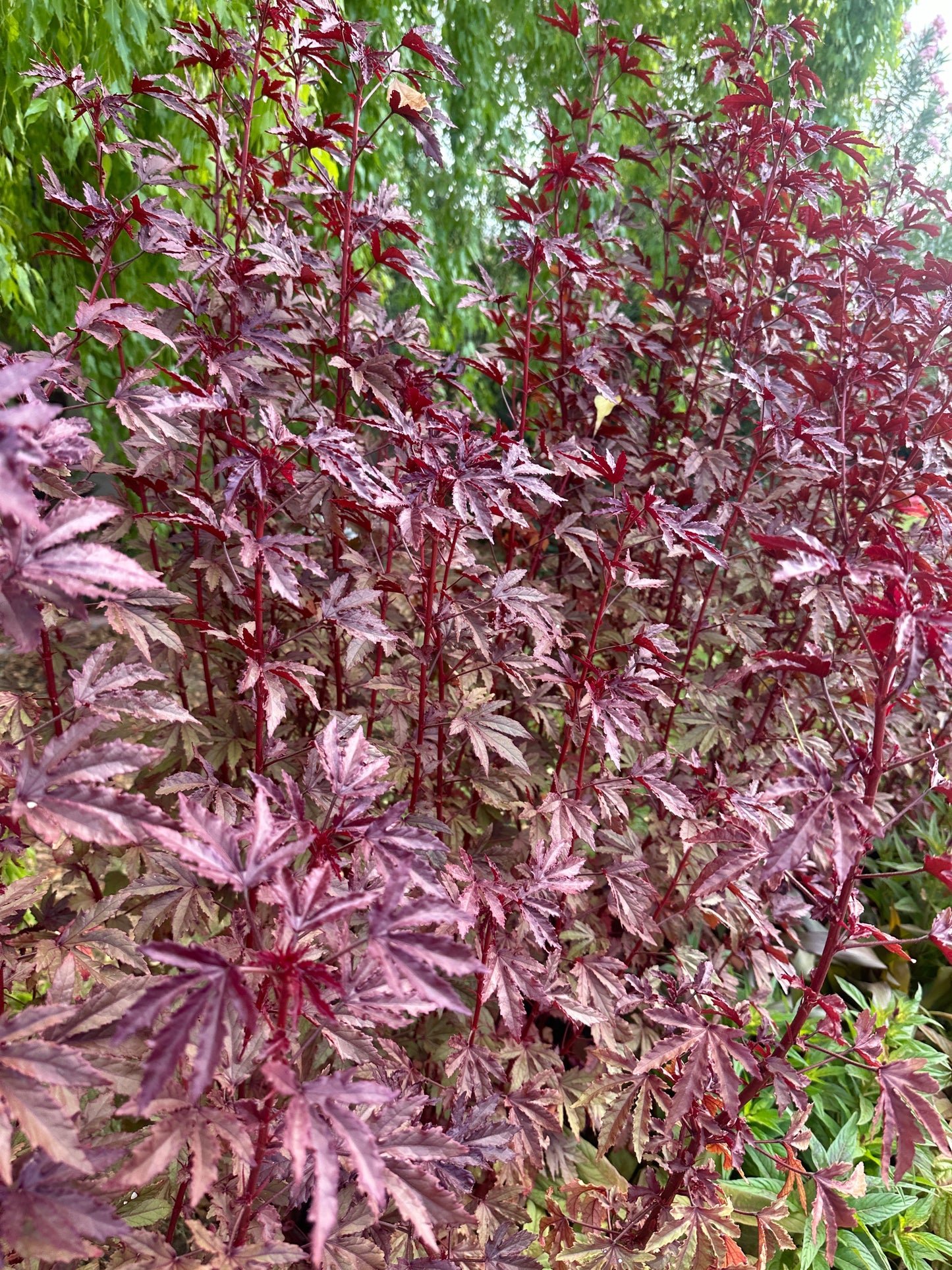 Mahogany Splendors Hibiscus Seeds