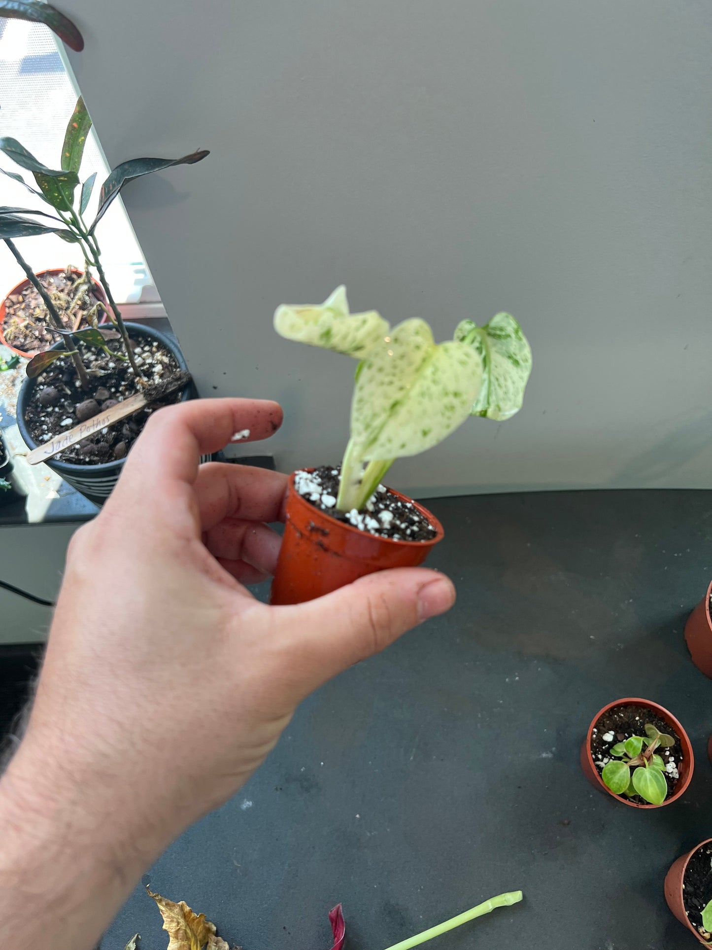 Monstera White Monster