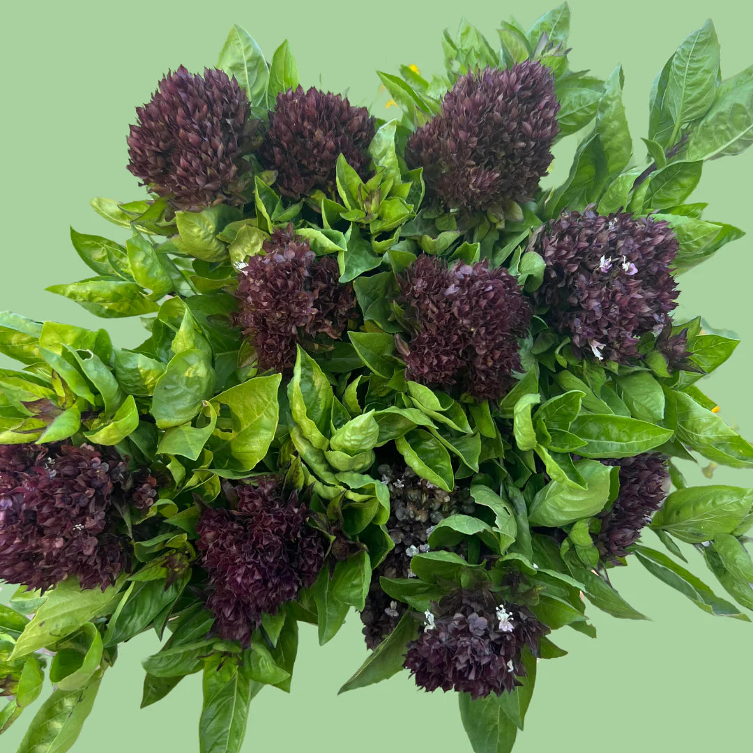 Basil Cardinal seeds