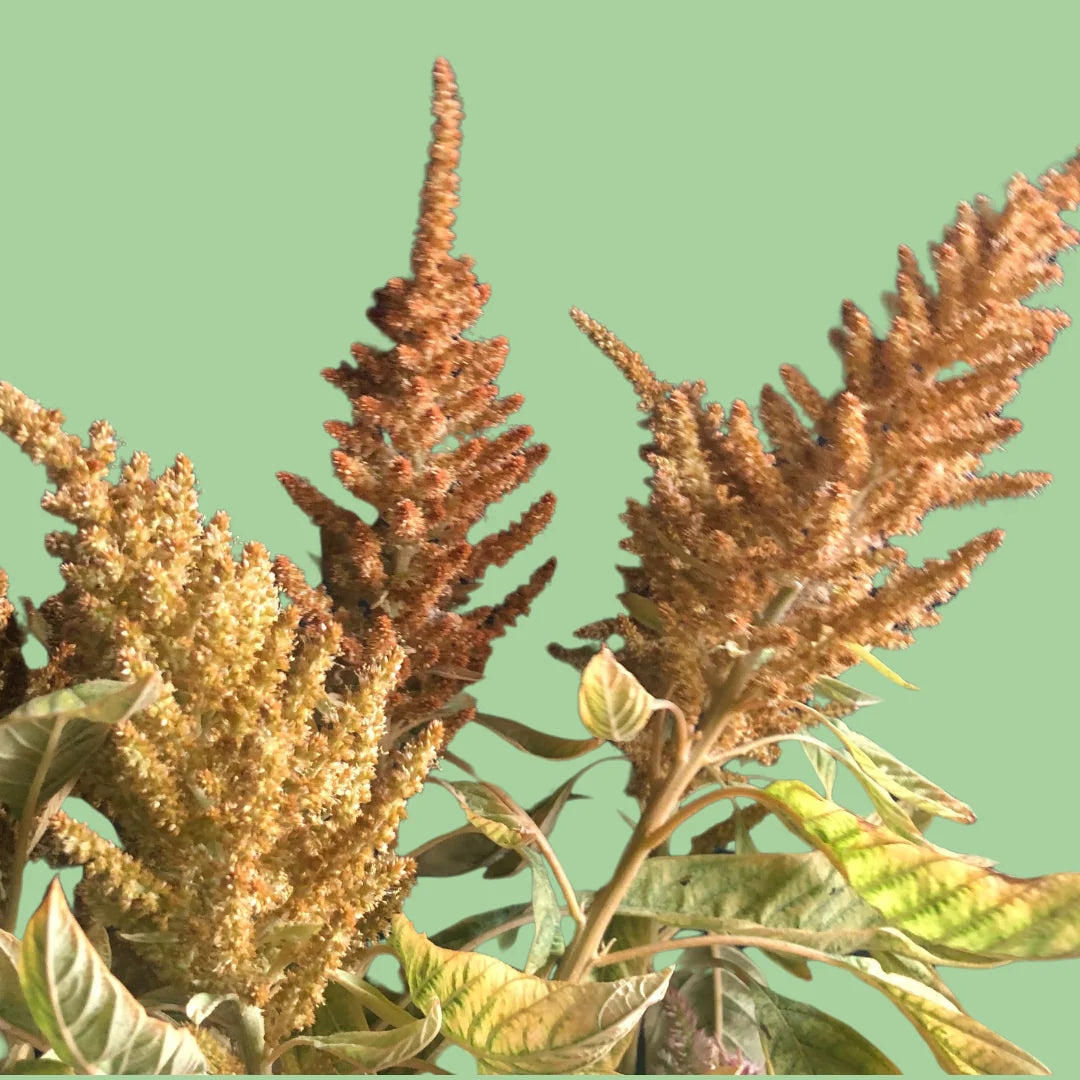 Amaranth Hot Biscuit Flower Seeds