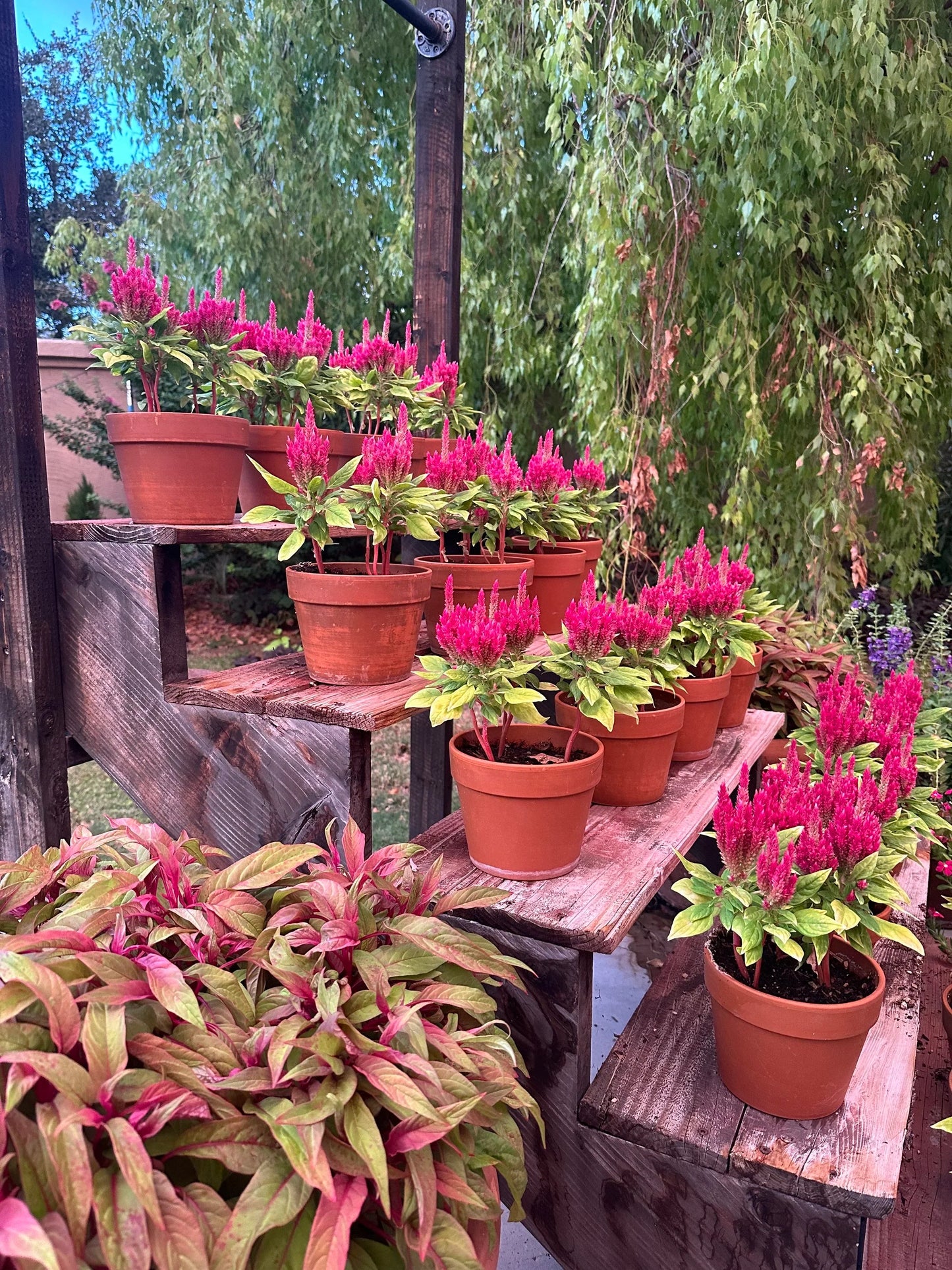 Celosia Kimono Rose seeds