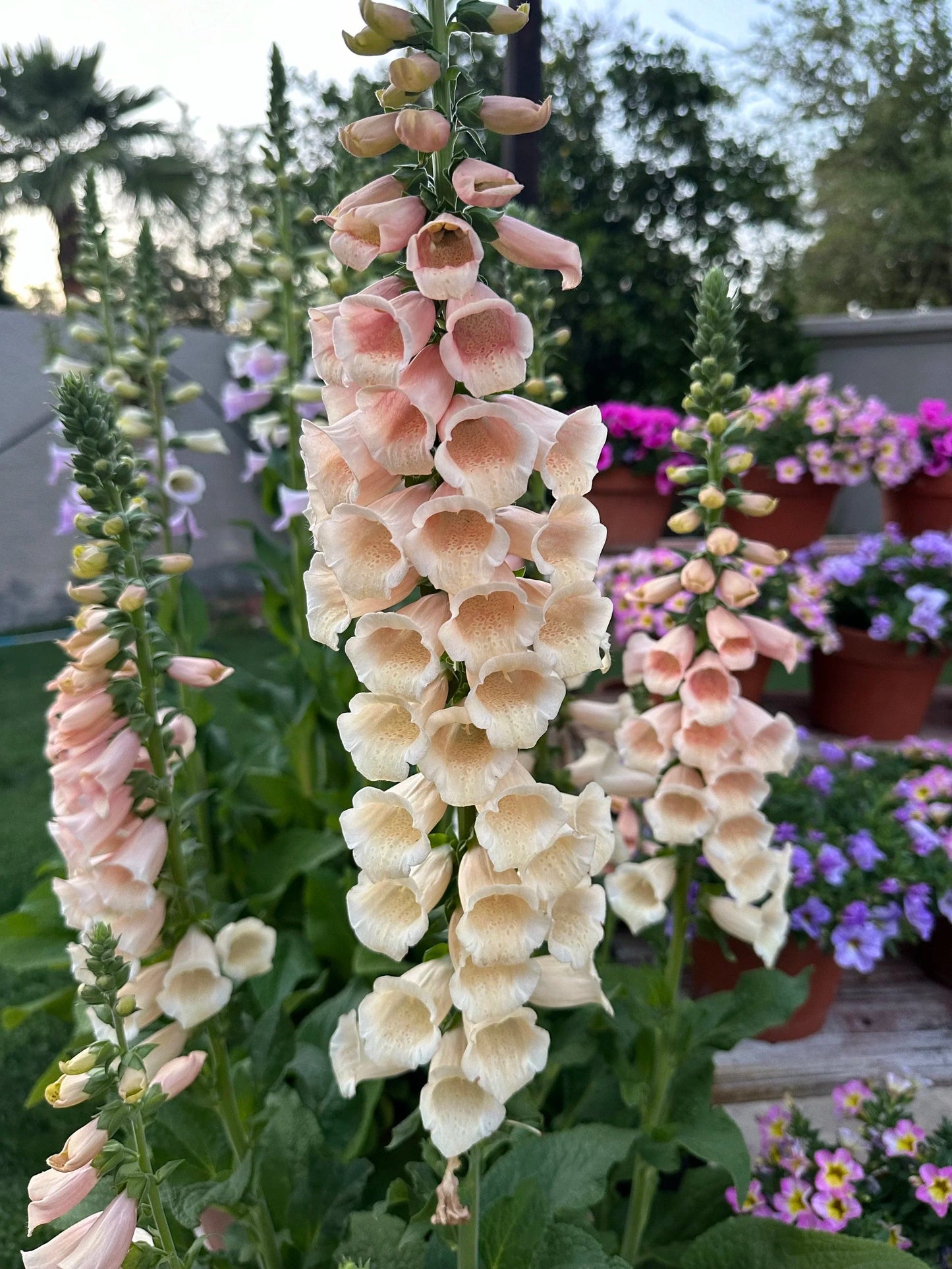 Foxglove Dalmatian 'apricot' seeds