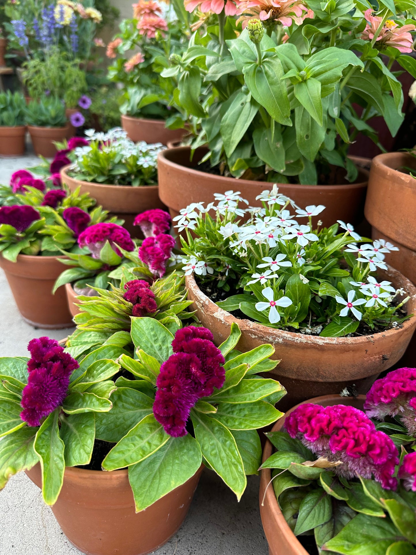 Cockscomb celosia Brainiac mad 'Magenta' seeds