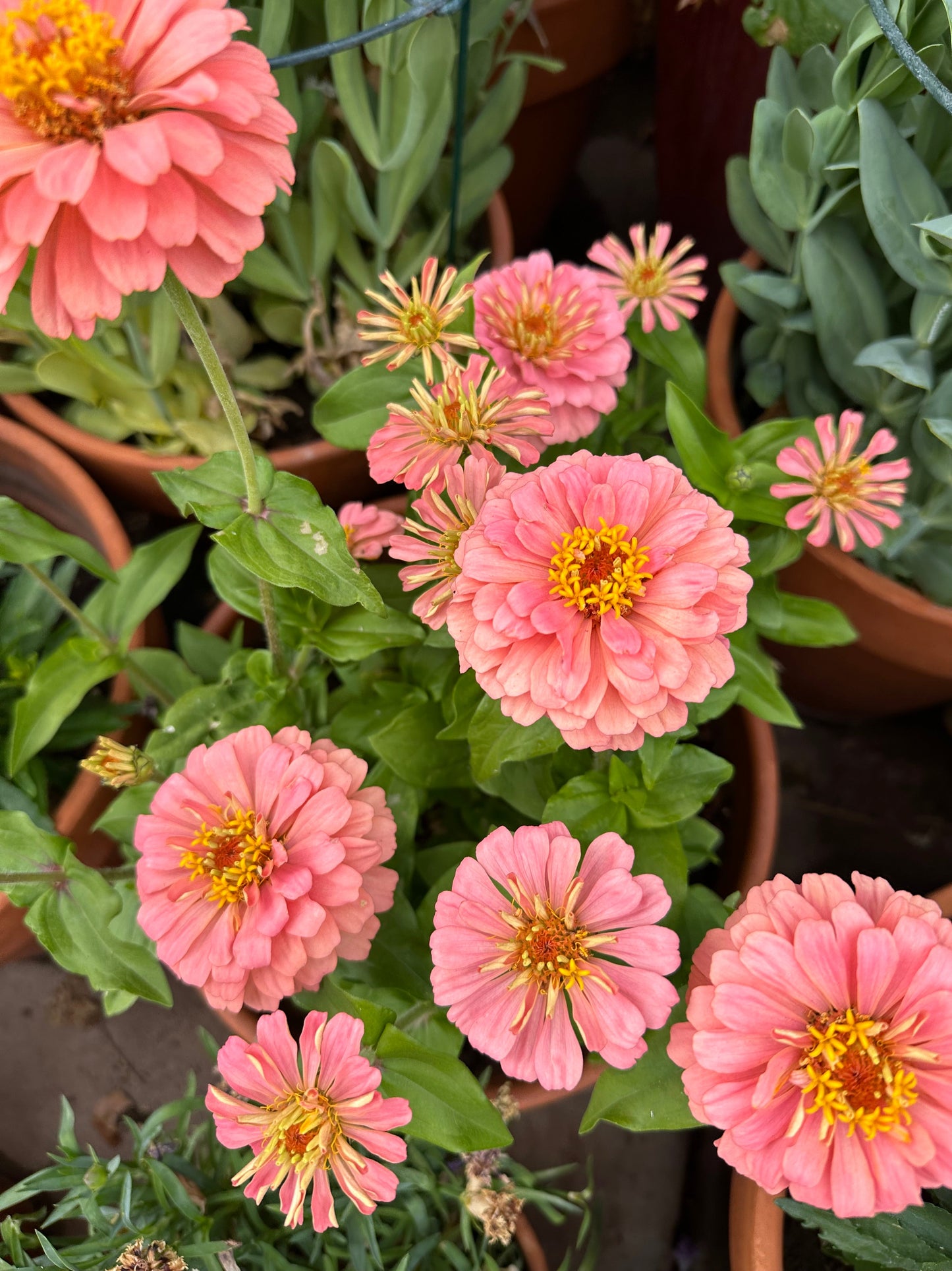 Zinnia Magellan 'salmon' seeds
