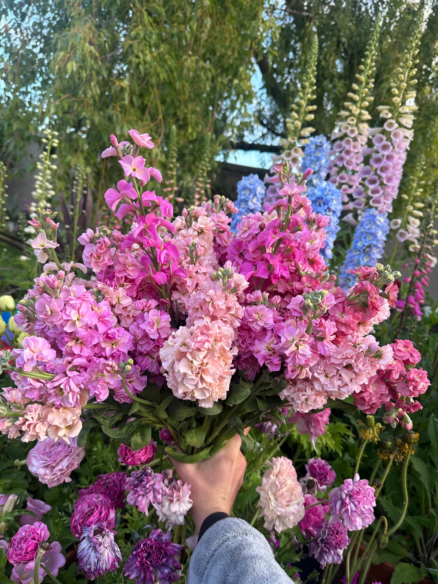 Stock Champagne Rose seeds