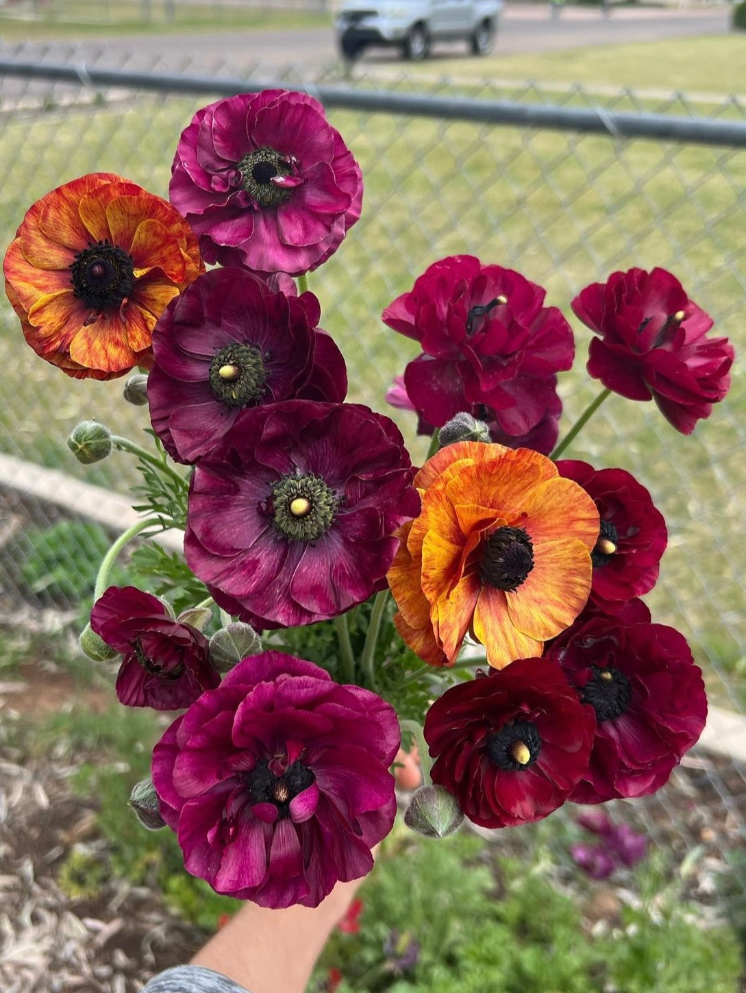 Ranunculus Tecolote Purple