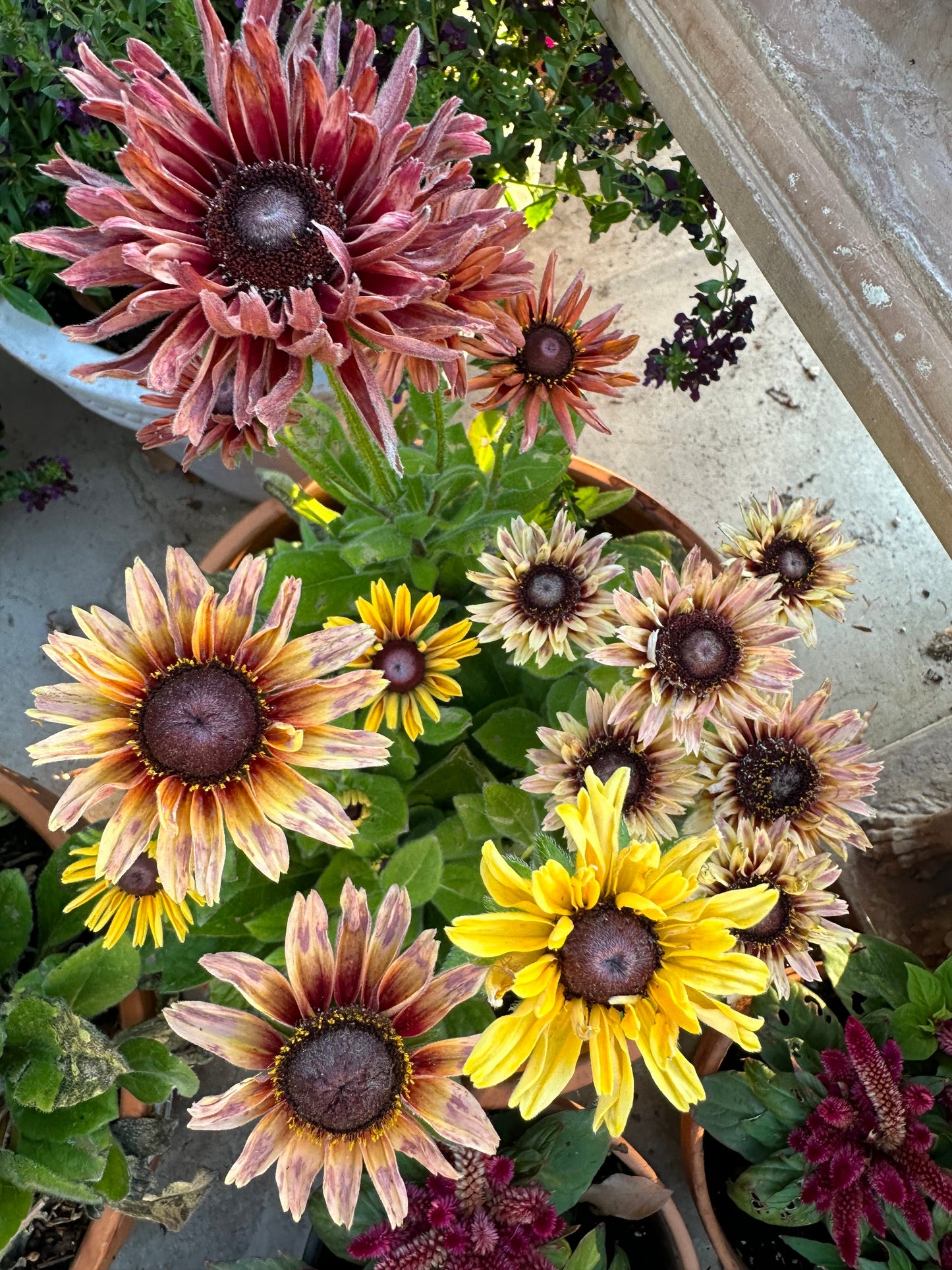 Rudbeckia Sahara seeds
