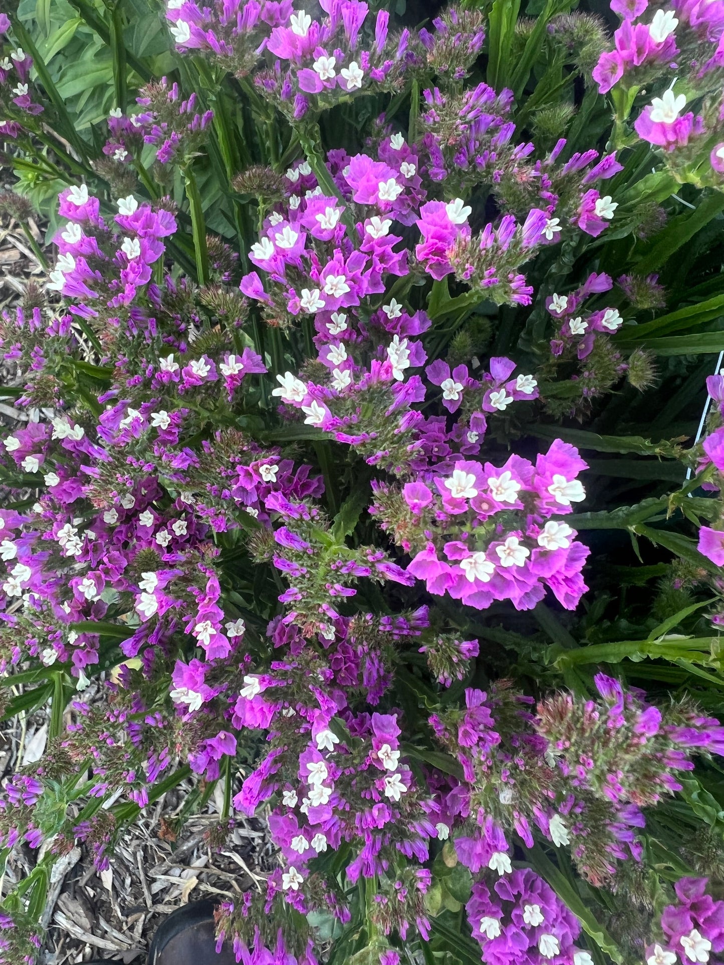 Statice QIS rose seeds