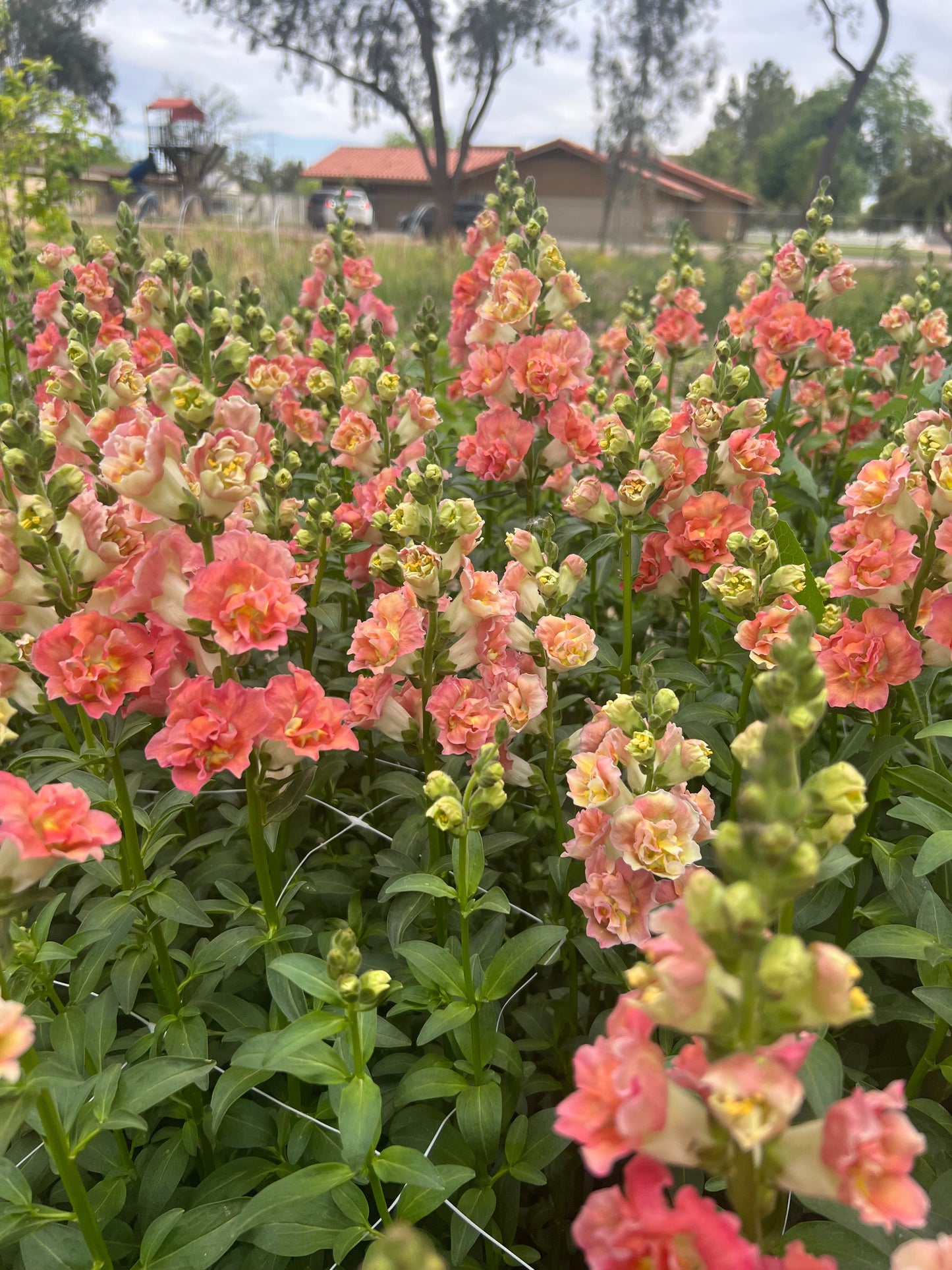 Snapdragon Madame Bronze with White seeds