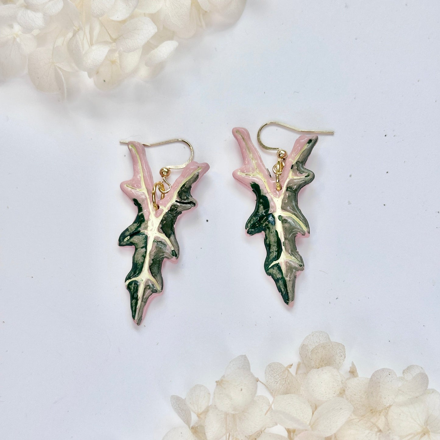 Alocasia Pink Nobilis