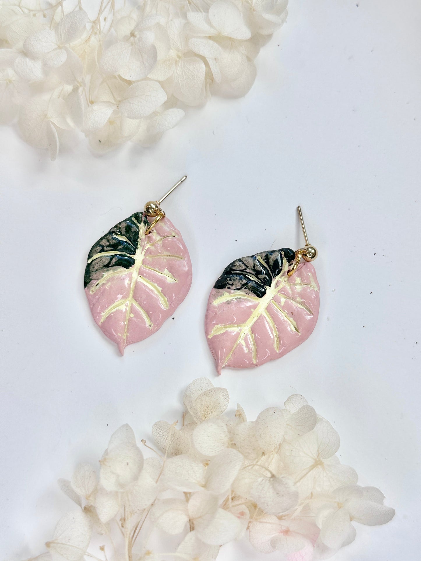 Alocasia Pink Black Velvet