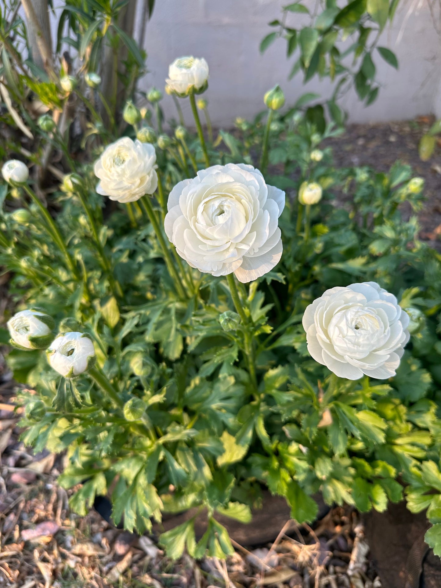 Ranunculus Amandine White