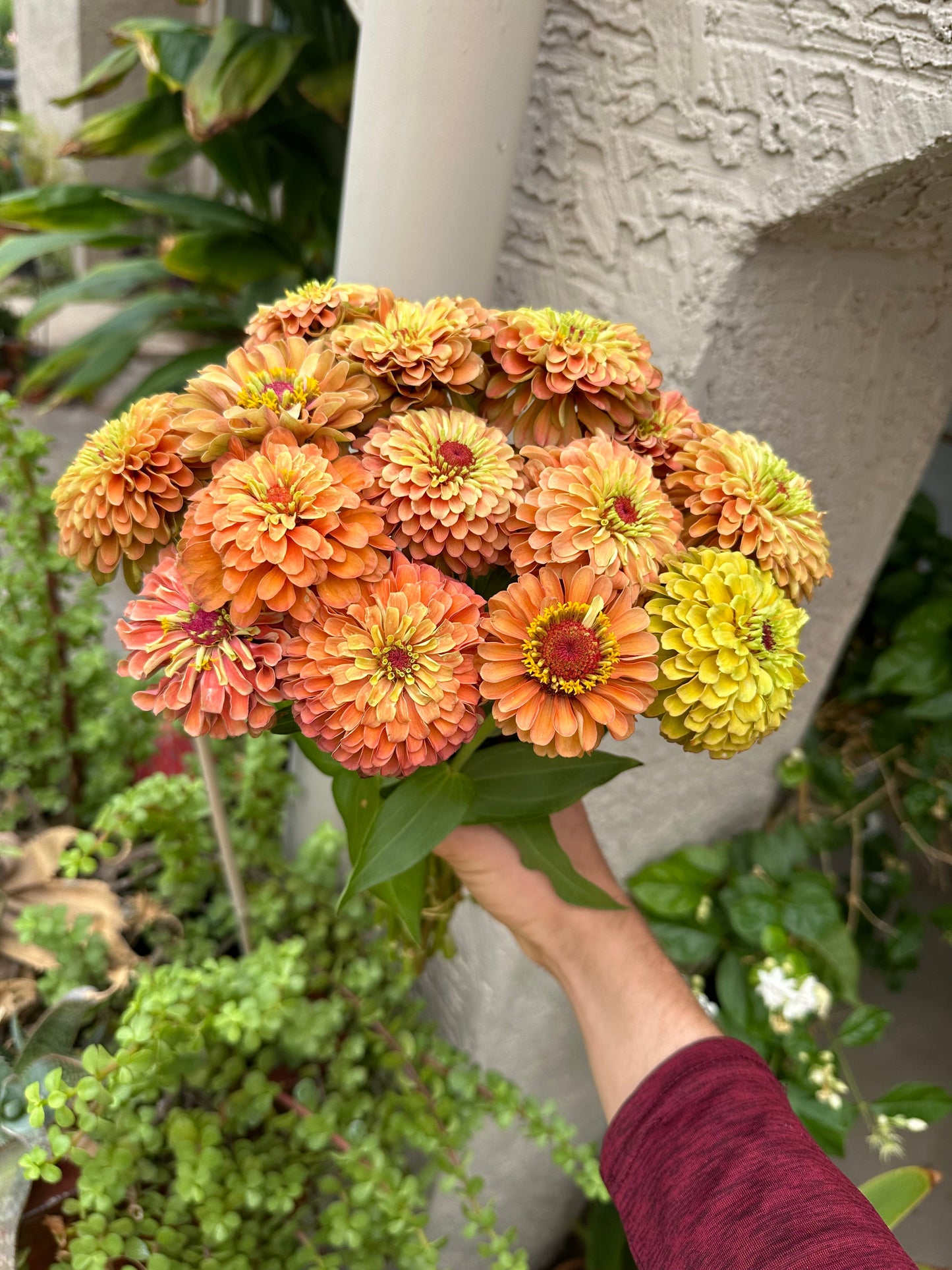 Zinnia Queen Lime 'Orange' seeds