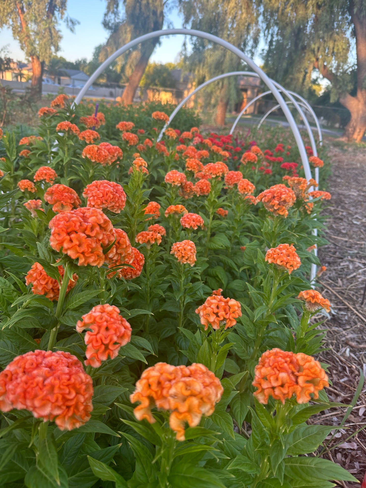 Cockscomb Queen Orange celosia seeds
