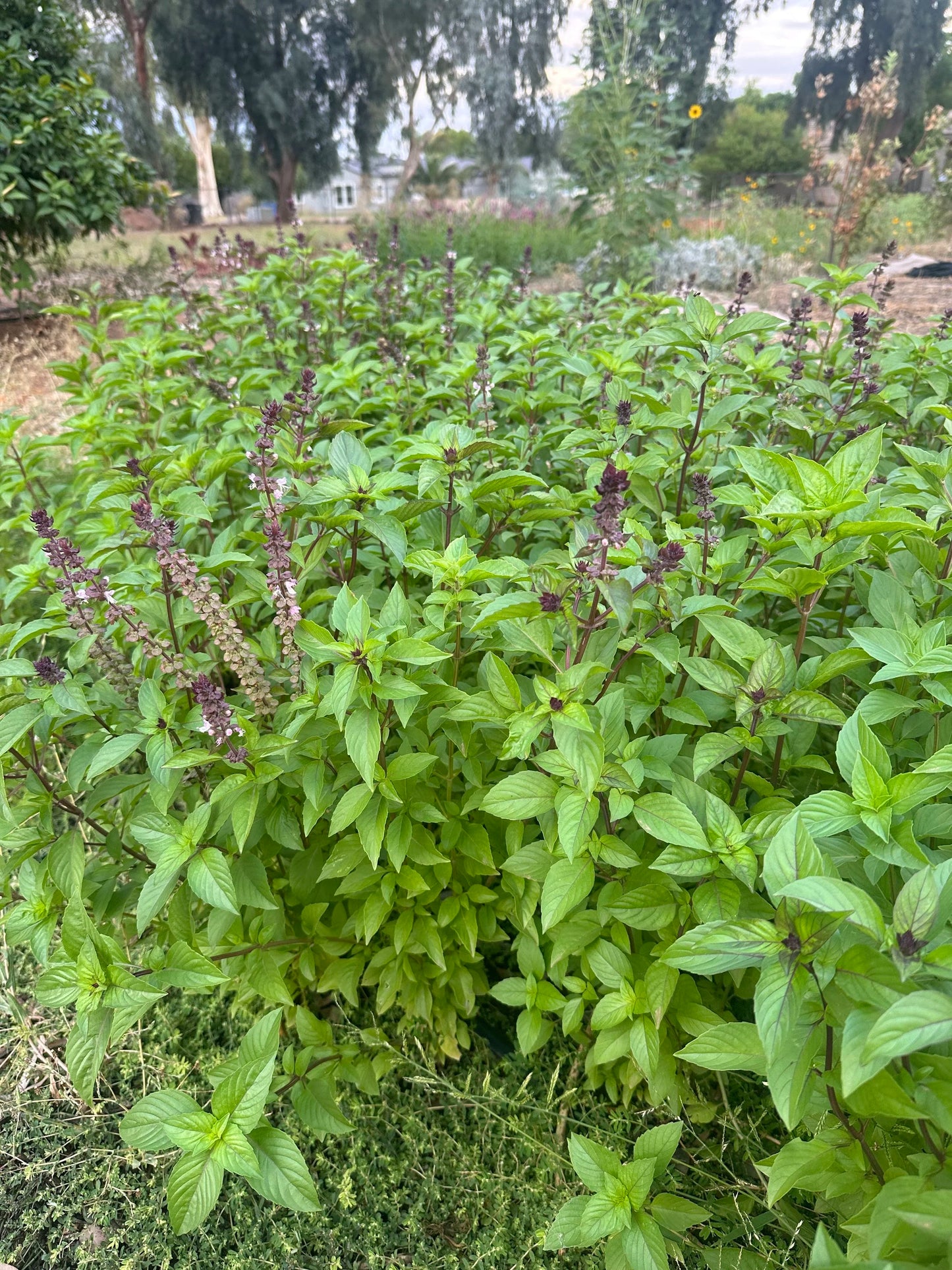 Basil Cinnamon seeds