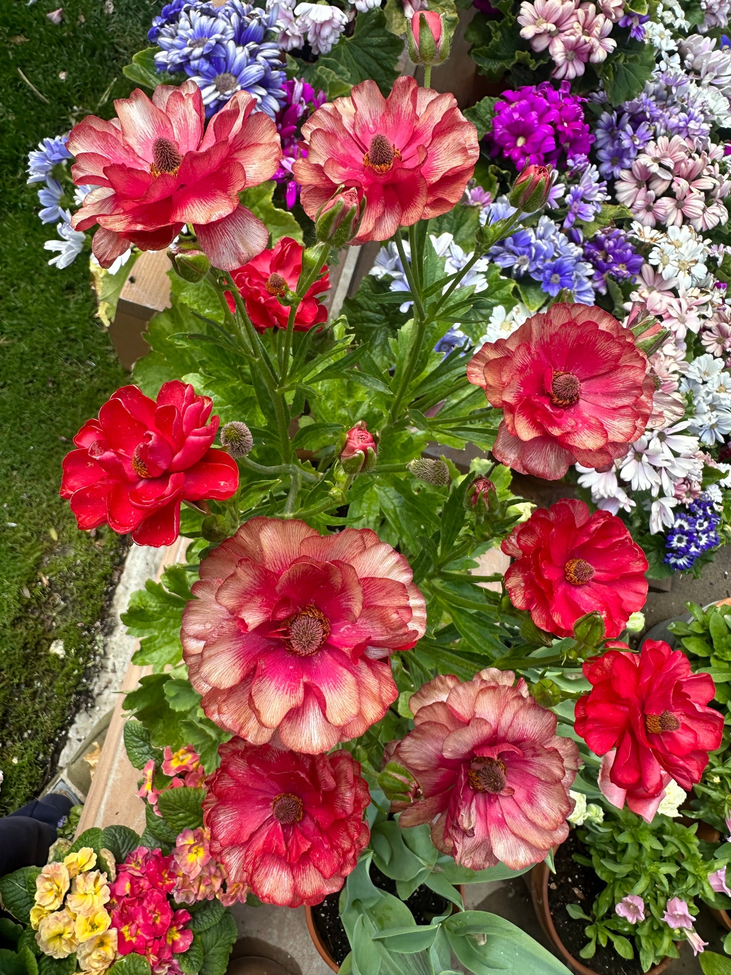 Butterfly Ranunculus ‘Musa’