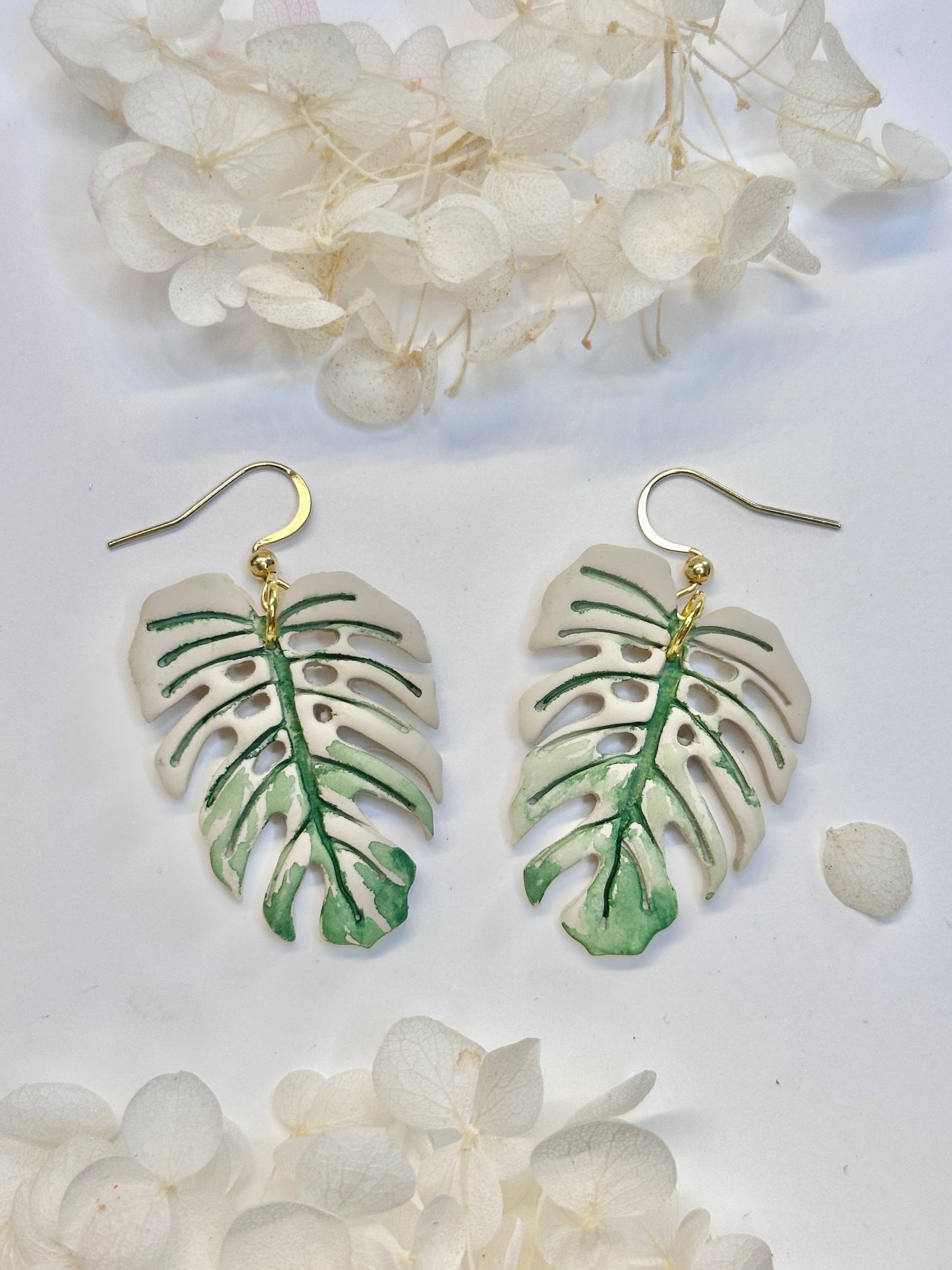 Monstera White Devil