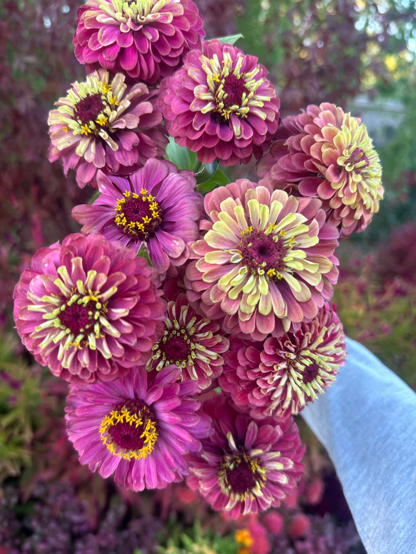 Zinnia Queen Lime Red seeds