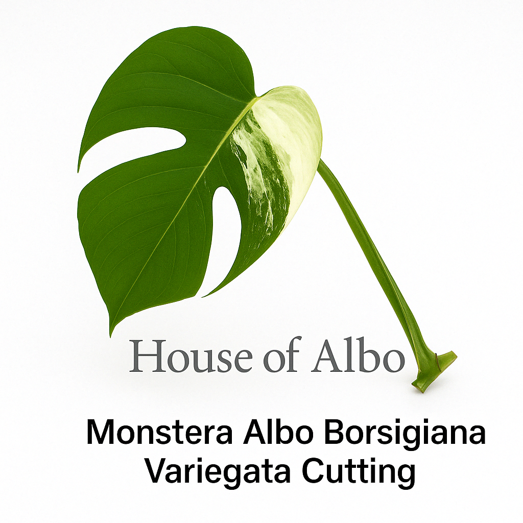 Monstera Albo Borsigiana Variegata Cutting | House of Albo