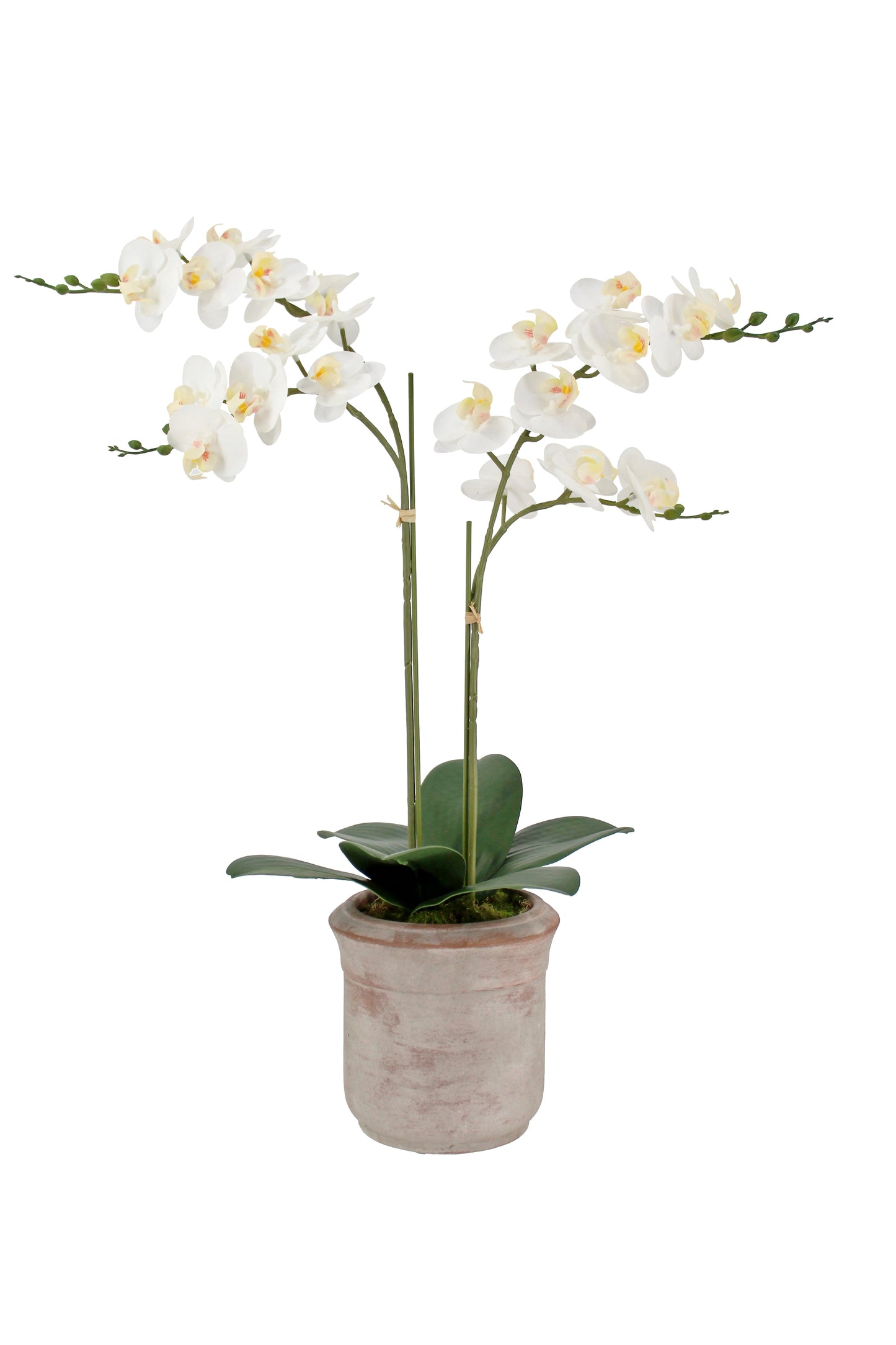 Artificial 2-Stem Phalaenopsis White Orchid