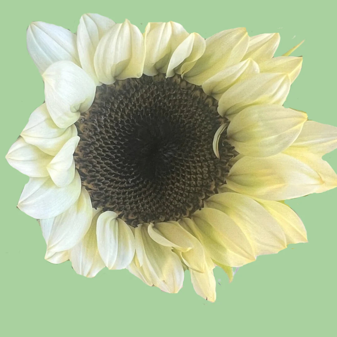 Sunflower Pro cut White Nite seeds