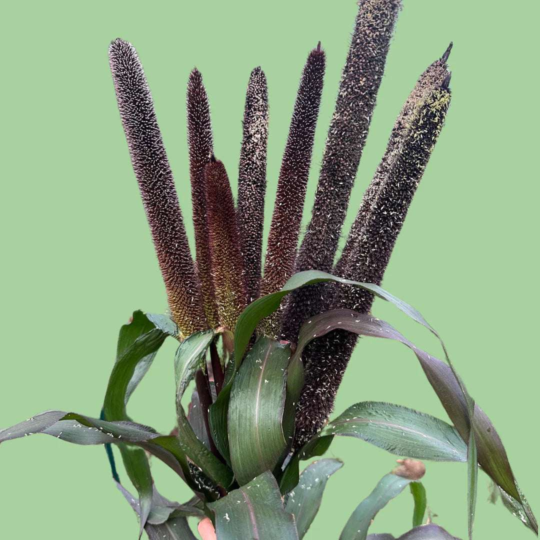 Purple Majesty Millet seeds