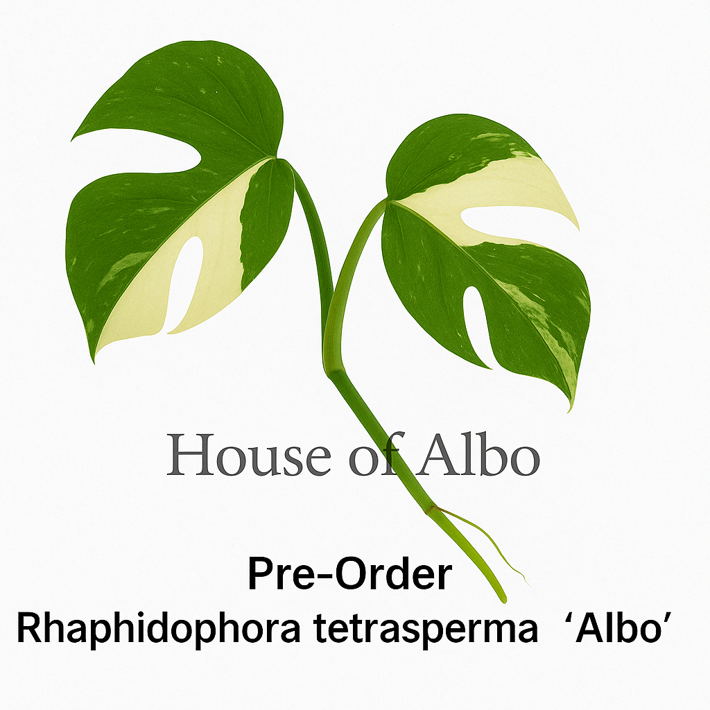 Rhaphidophora tetrasperma ‘Albo’ | House of Albo