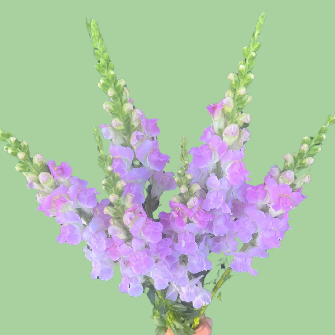 Snapdragon Legend Pink Seeds