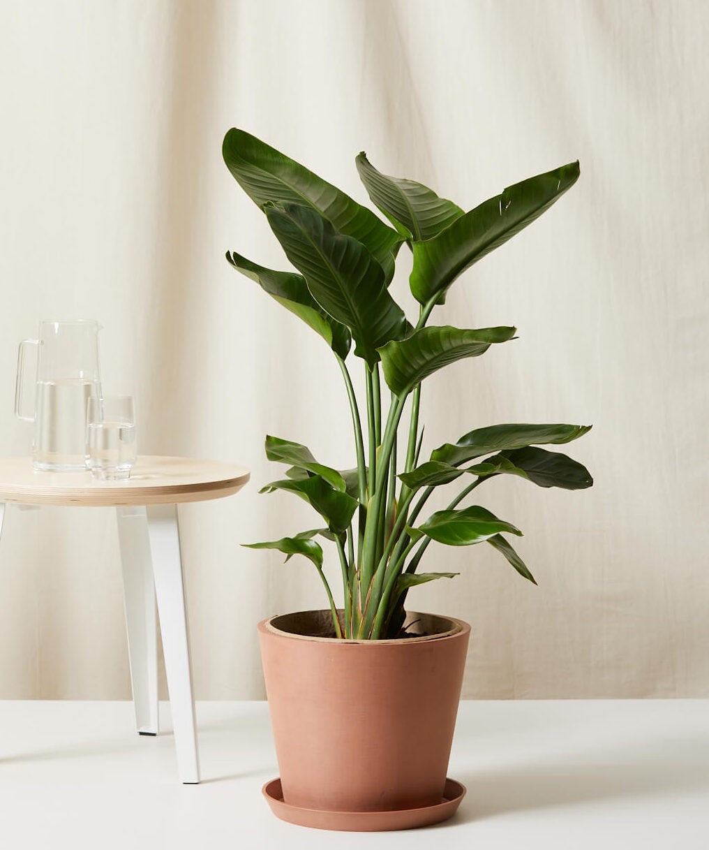 Bird of Paradise Luxe