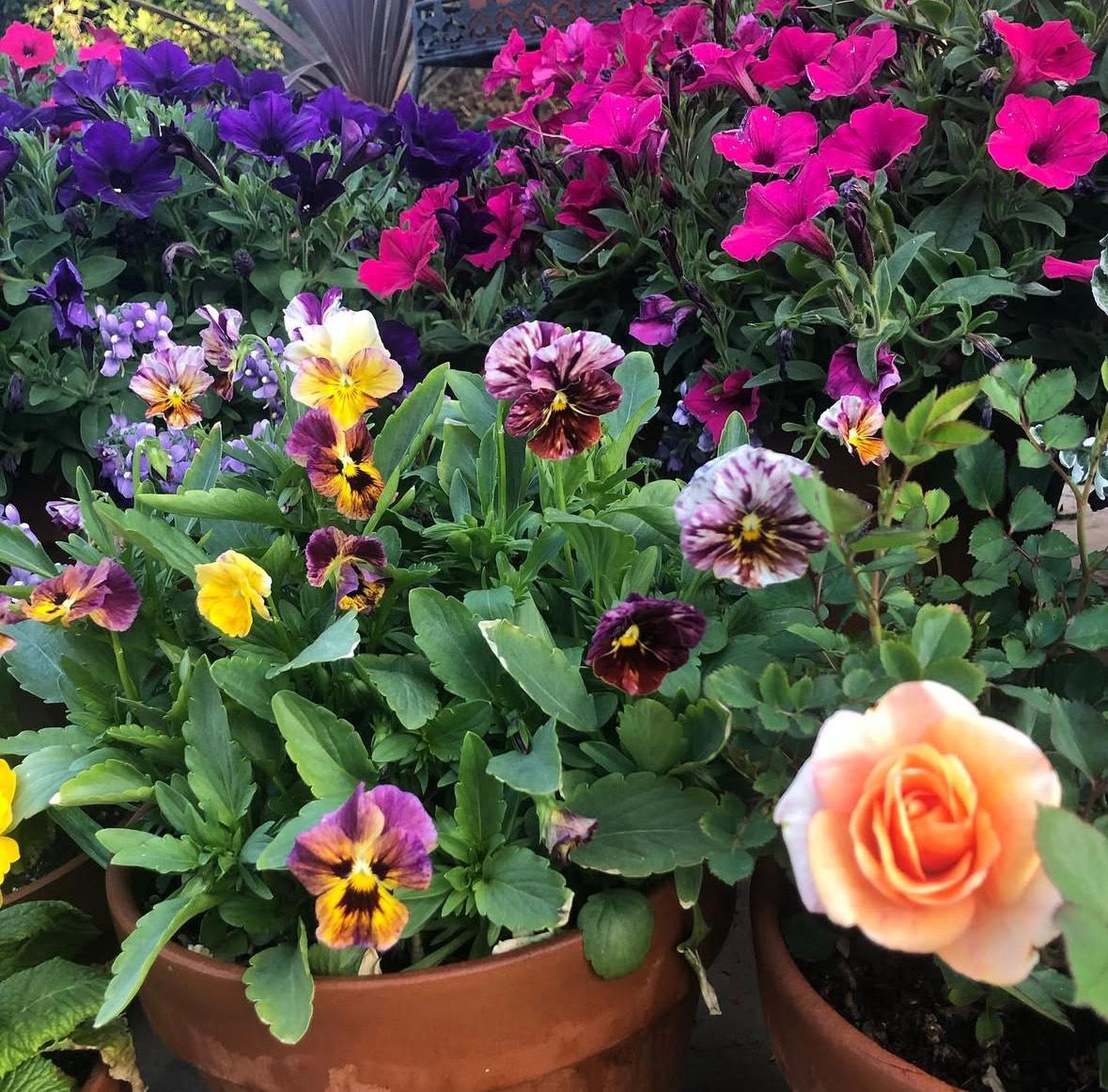 Viola Brush strokes seeds