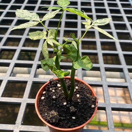 Variegated Money Tree Pachira Glabra 'Milky Way'