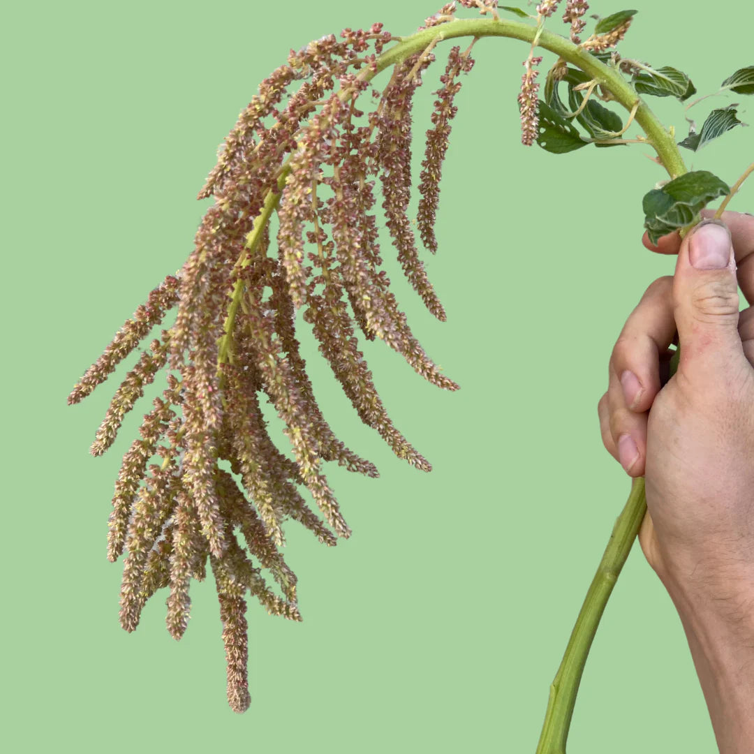 Amaranth Coral Fountain seeds