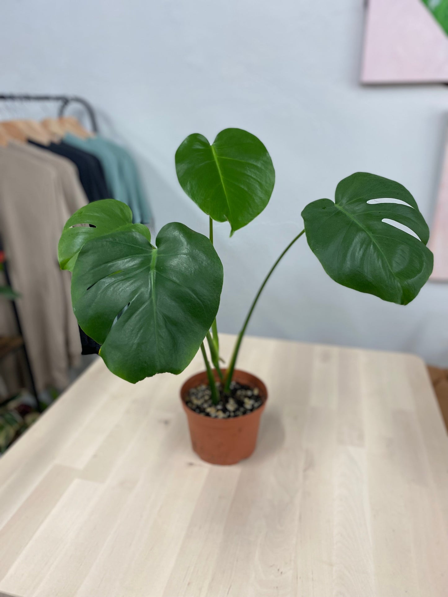 Monstera Deliciosa