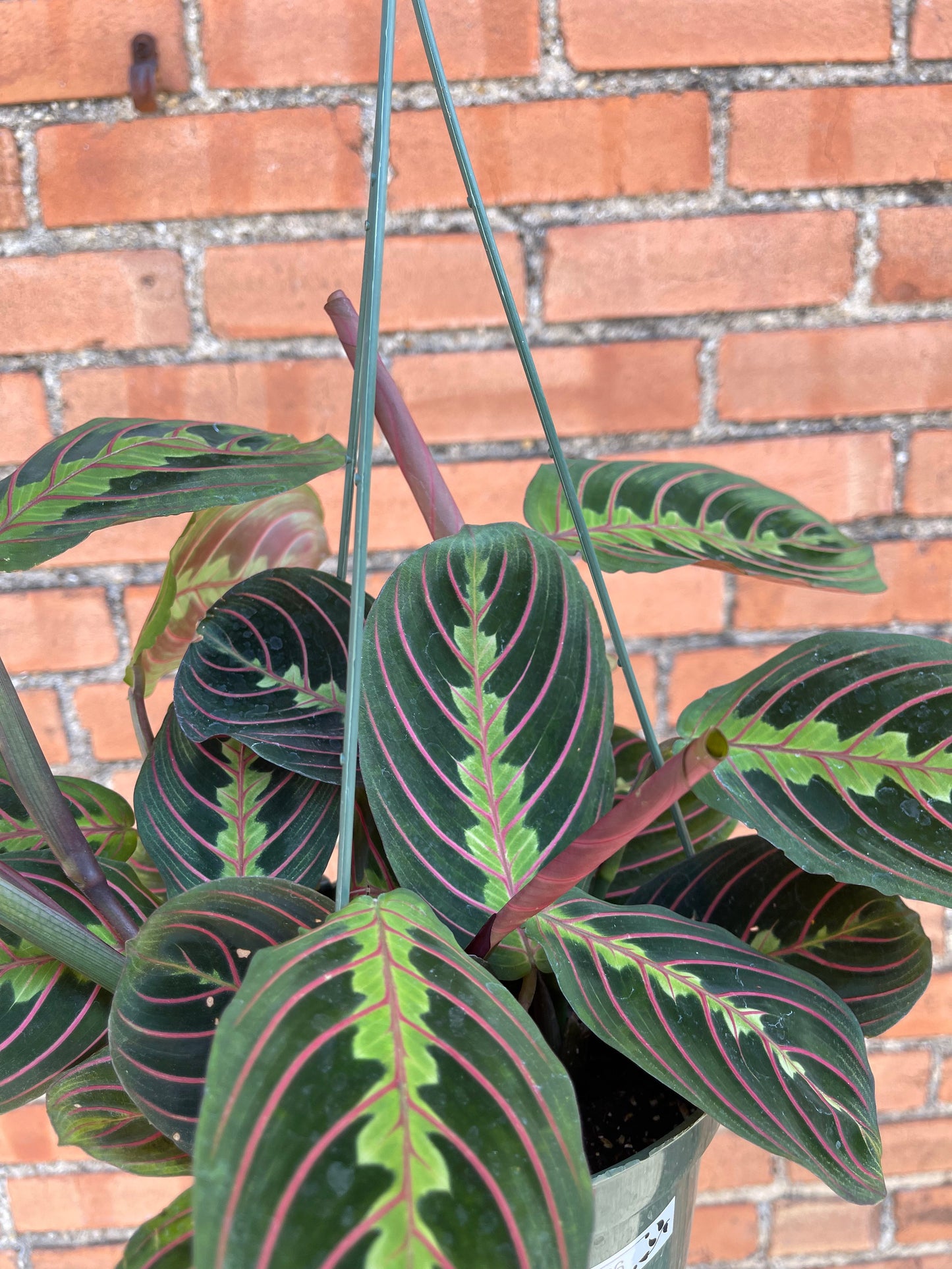 Maranta 'Red Prayer Plant'