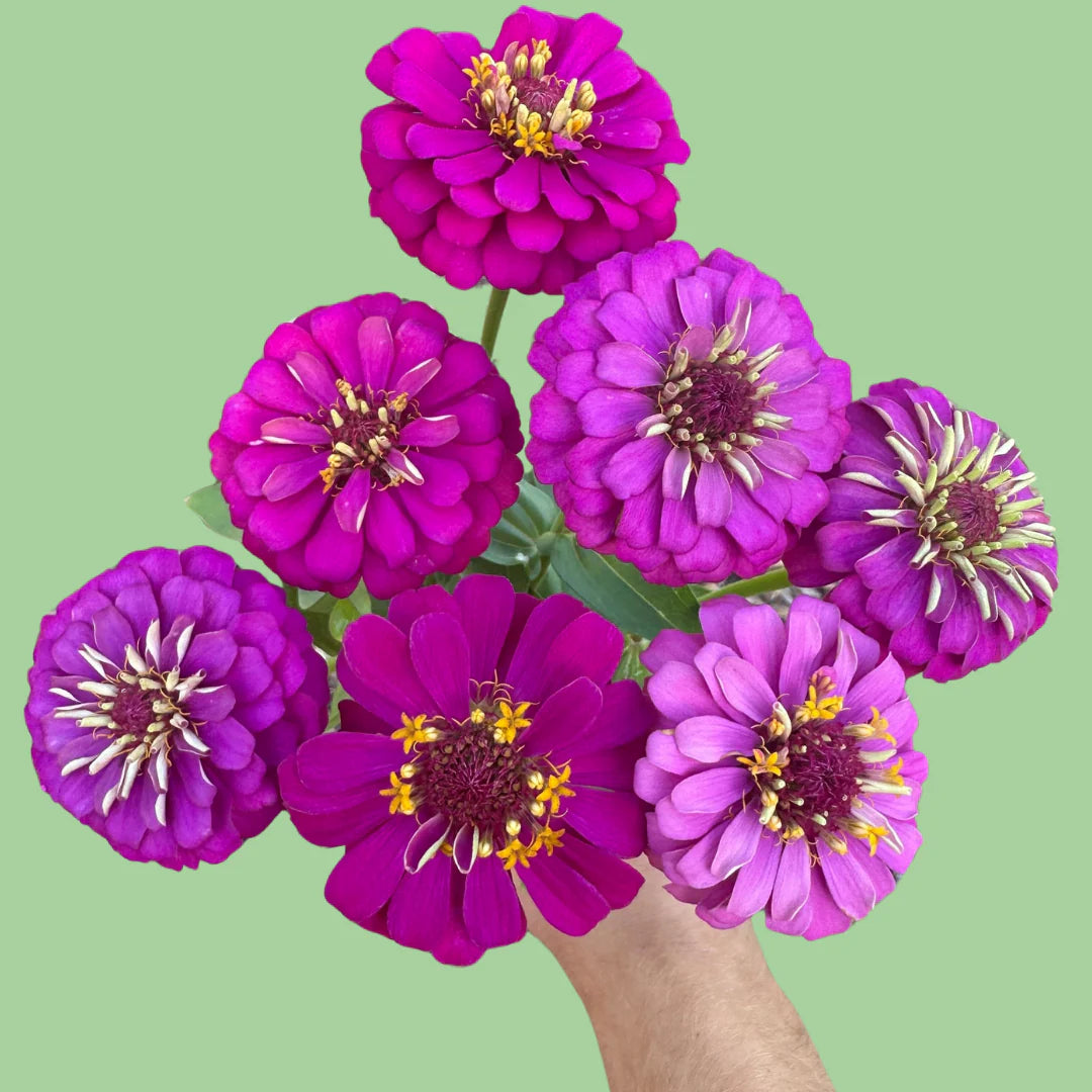 Zinnia Oklahoma Carmine Seeds