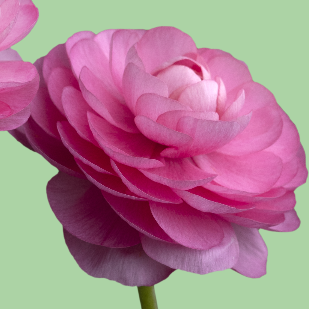 Ranunculus Amandine Barby