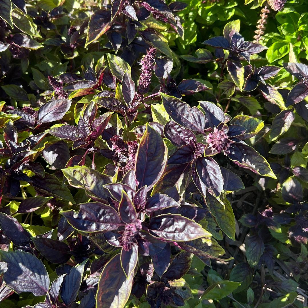 Basil Red Rubin seeds