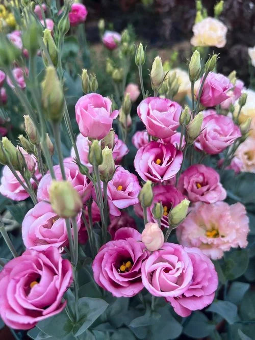 Lisianthus Rosita red seeds