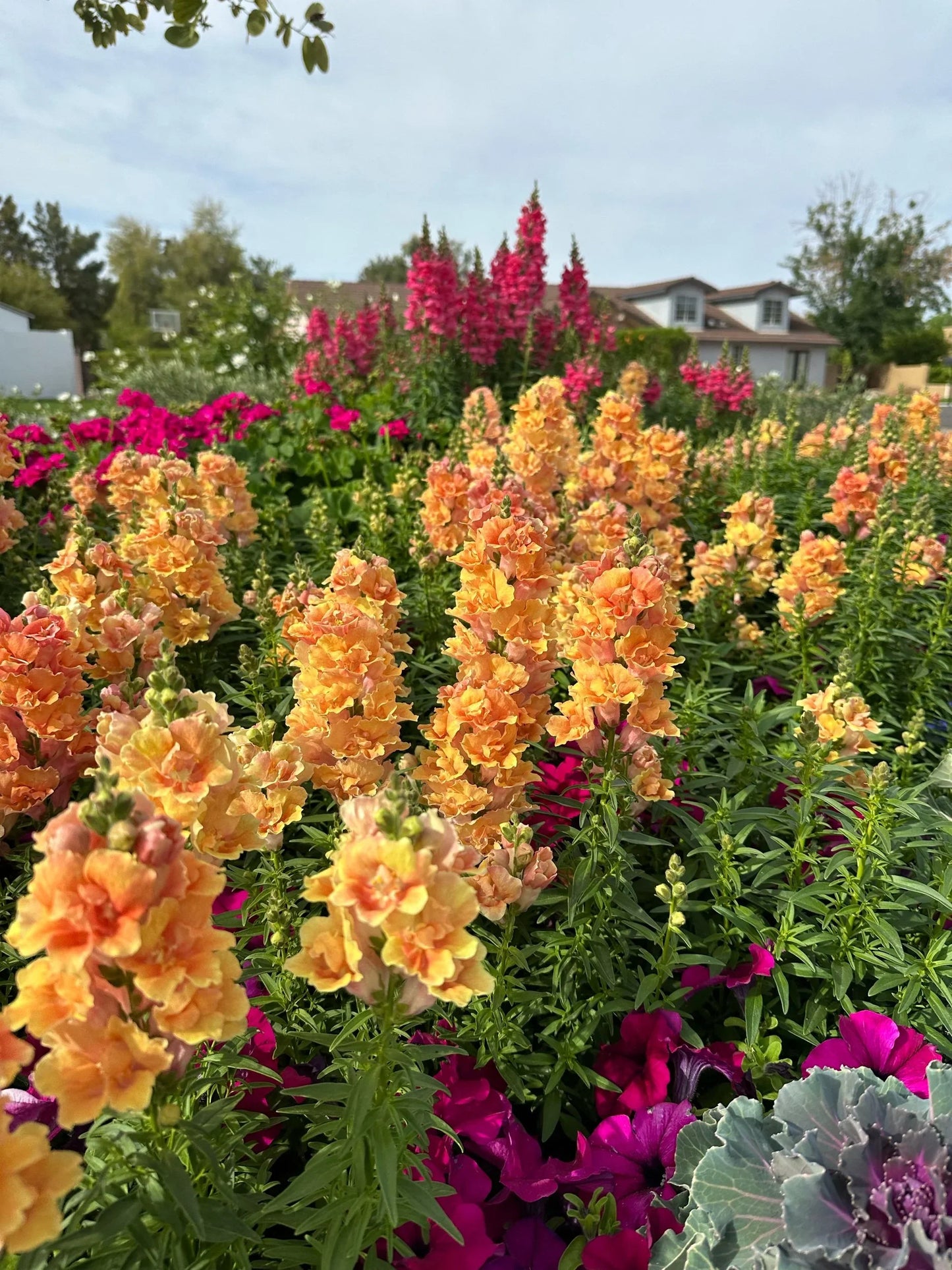 Snapdragon Twinny Peach seeds