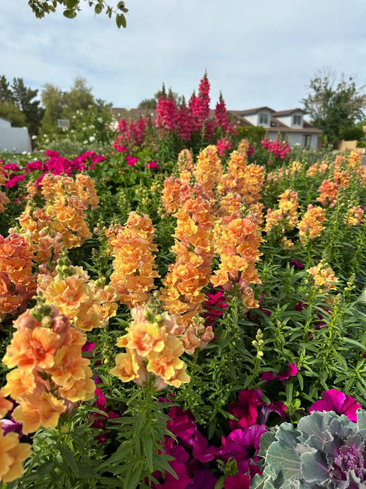 Snapdragon Twinny Peach seeds
