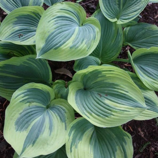 Hosta 'Earth Angel'
