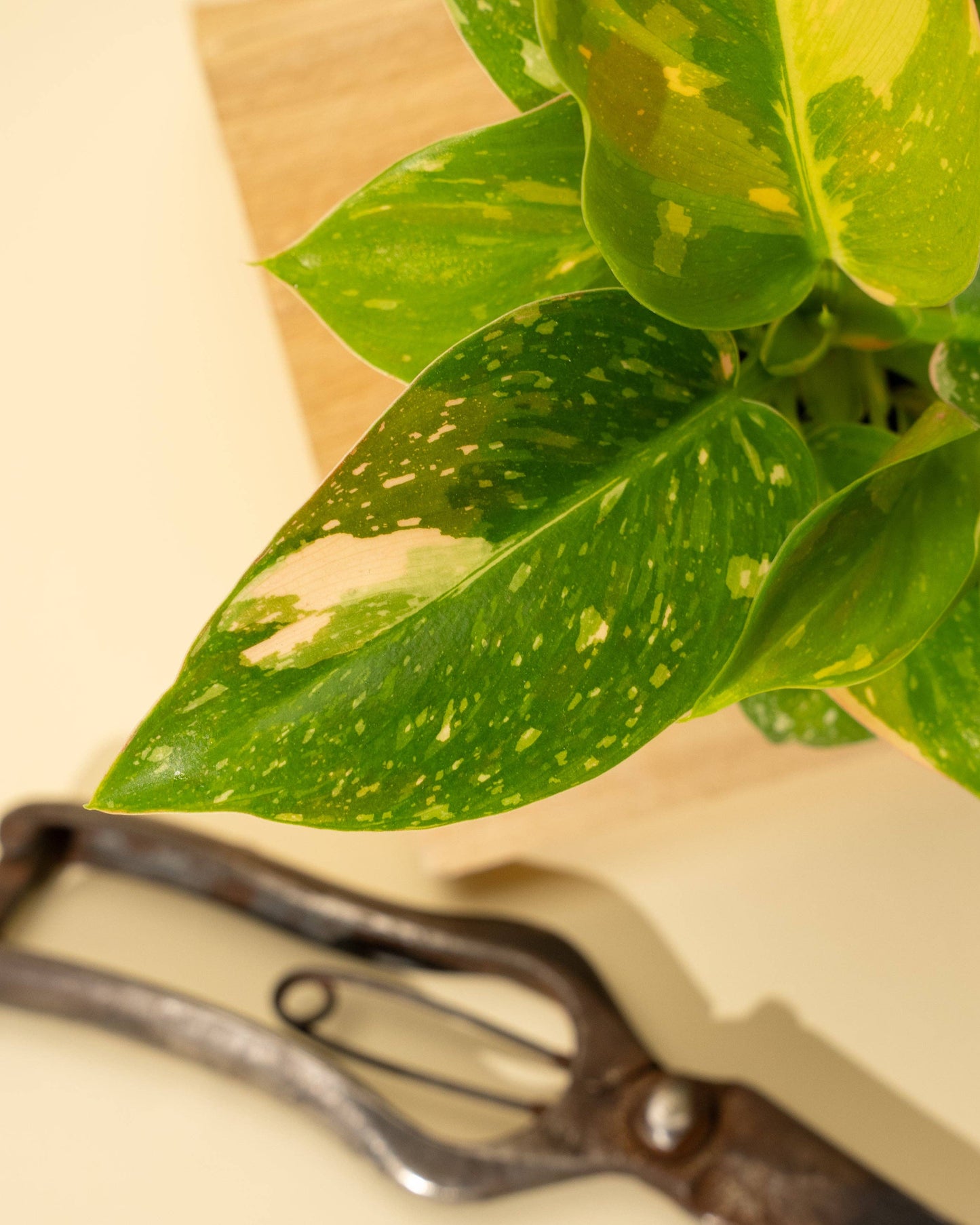 4" Variegated Philodendron Green Congo 'Copper Flame'