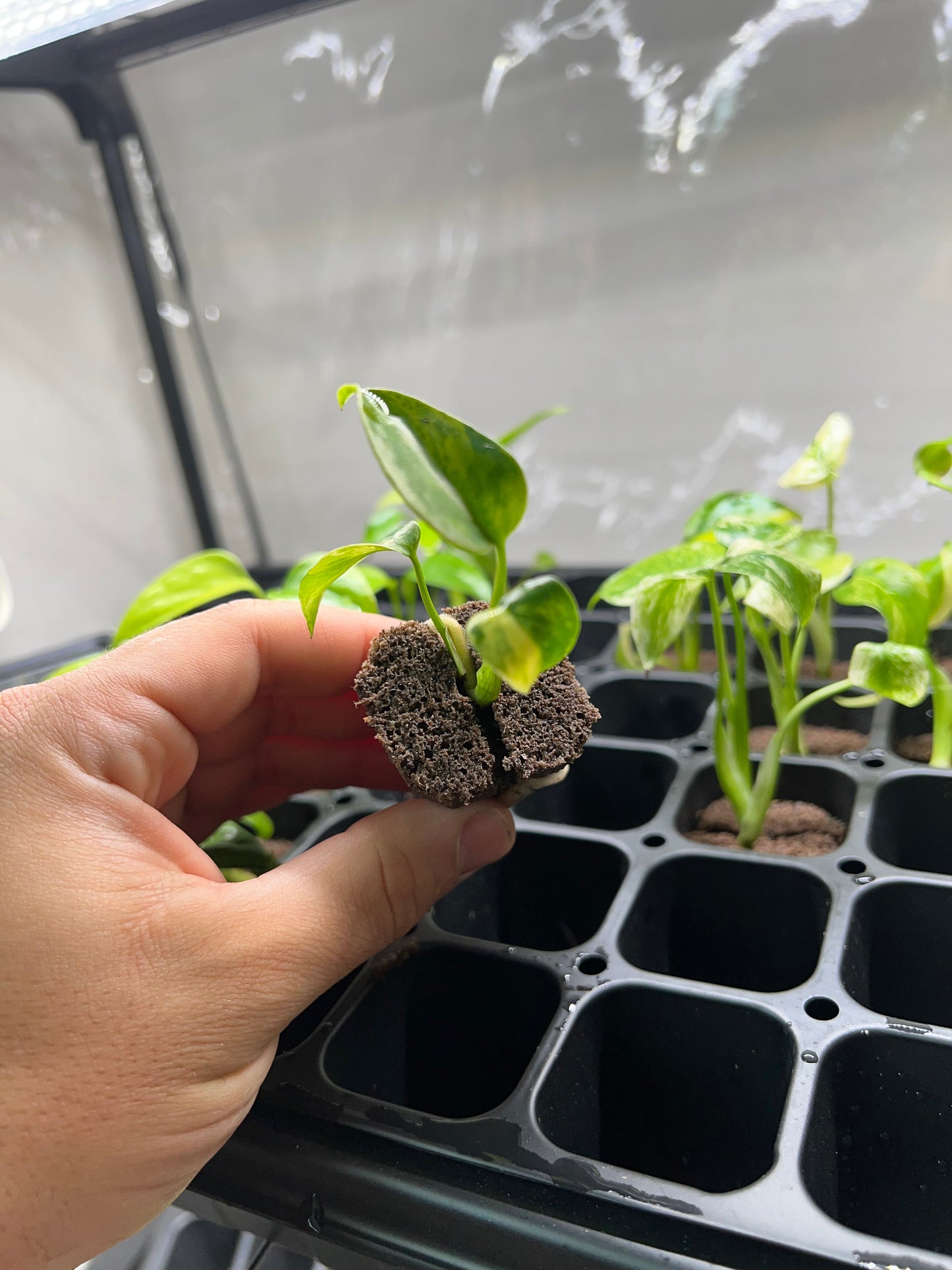 Monstera Yellow Marilyn Starter