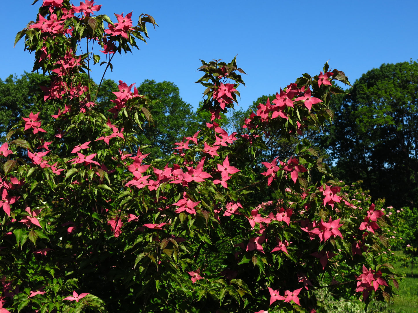 Flowering Dogwood Tree 'Scarlet Fire 'Rutpink' Dogwood’