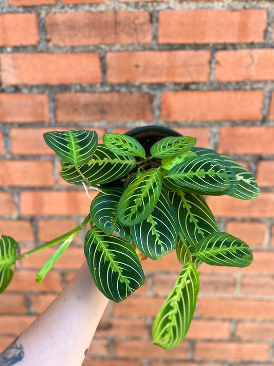 Maranta Lemon Lime