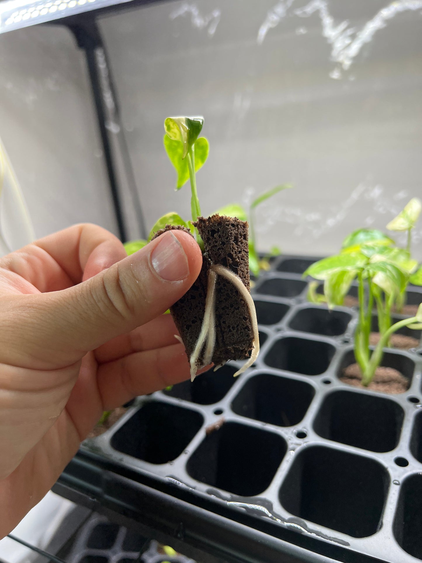 Monstera Yellow Marilyn Starter