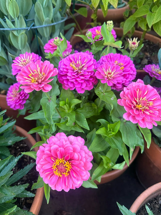 Zinnia Dreamland 'Pink' seeds