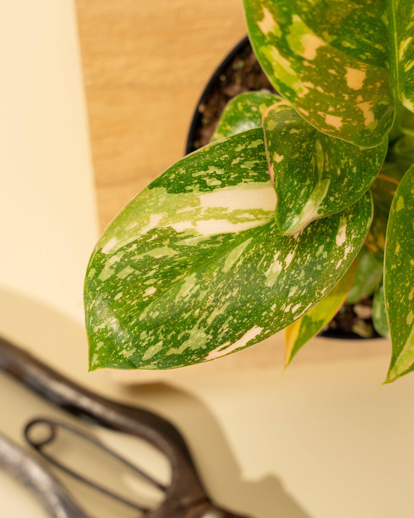 4" Variegated Philodendron Green Congo 'Copper Flame'