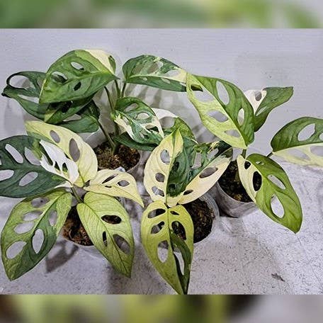Monstera Adansonii Albo Variegated