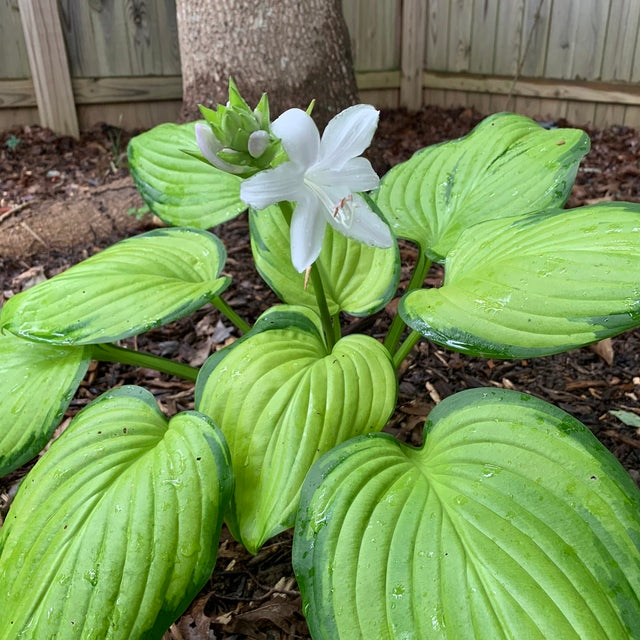 Hosta 'Guacamole'